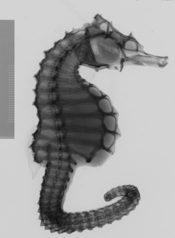 Media type: image;   Ichthyology 51551 Description: xray;  Aspect: lateral